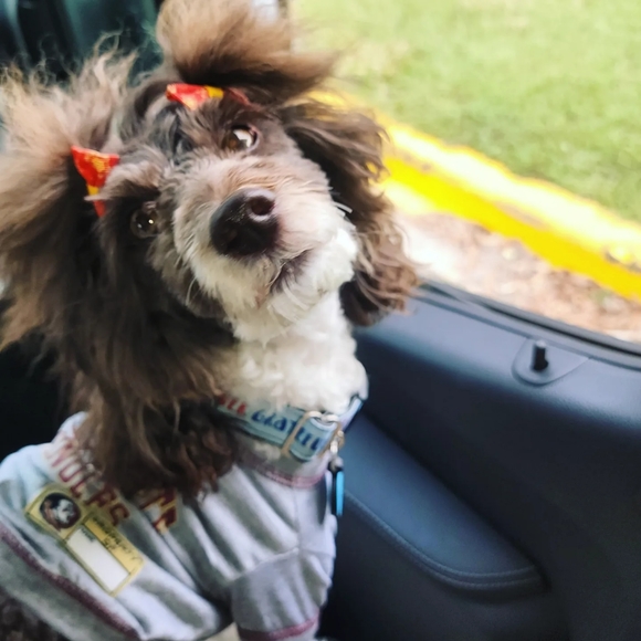 Meet your Posher, Cassie - Picture 6 of 7